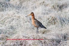 Uferschnepfe (2 von 6).jpg